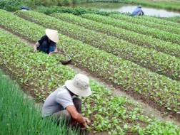 Một khu đất dành cho dự án trồng hoa vẫn được nông dân tận dụng trồng màu.