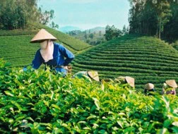 Xuất khẩu chè: Bao giờ hết phận... “đi cày”?