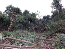Cây caosu gãy đổ sau bão số 10.