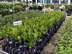 SSC-Thêm một "hàng của SSI" báo lãi tăng mạnh
