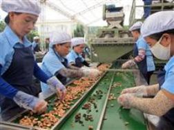 Xuất hiện “lợi ích nhóm” trong ngành điều?