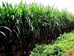 "Ế" bán đấu giá cổ phần Vinasugar I