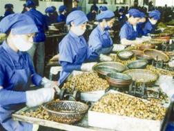 XK cà phê - điều năm 2013: Muốn vượt "bão", phải liên kết