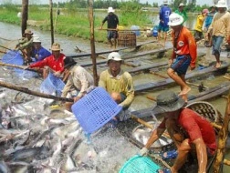 Nhà nhập khẩu Mỹ vẫn chuộng cá tra Việt