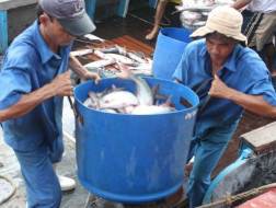 Cá nhân vỡ nợ, hợp tác xã "trắng" ao