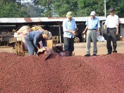 Bức tranh ngành cà phê: Chưa thoát được… màu đen!