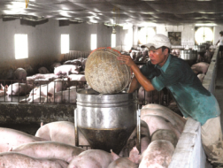 Lý do doanh nghiệp FDI chi phối ngành chăn nuôi