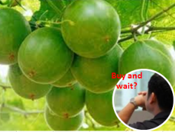 Gieo quả ngọt lần nữa?