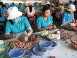 Ngành điều trước nguy cơ thành xưởng gia công của thế giới