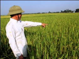 Bộ trưởng Cao Đức Phát: "Người trồng lúa không lãi được 30%"