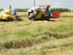 Việt Nam: Chọn Iphone hay...Ai lúa?
