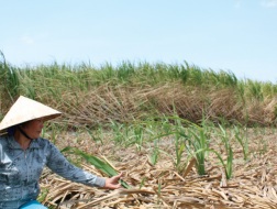 "Đắng cay" cổ phiếu mía đường