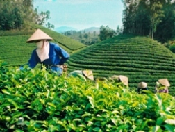 GDP trung du, miền núi phía Bắc đạt 2.000USD/người