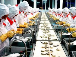 Nhật bỏ chế độ kiểm tra Trifuralin với tôm VN