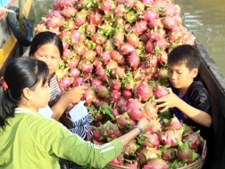 Giá trái cây tăng kỷ lục