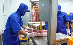 BaF chất lượng thịt ngon vượt trội nhờ vào công thức TACN đặc biệt