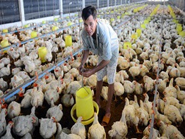Gà rẻ hơn bầu, bí, đậu côve