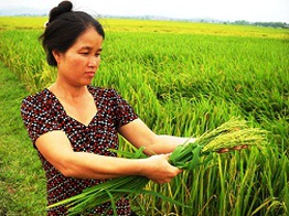 Hoang mang vì lúa không hạt