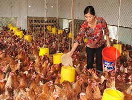 Giá giảm, mua yếu: Chăn nuôi lao đao