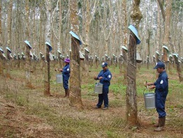 Giá cao su cao nhất 1 tuần