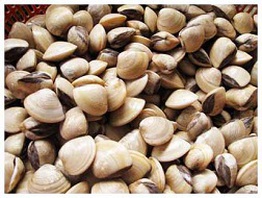 Sạt nghiệp vì tôm, ngao chết hàng loạt