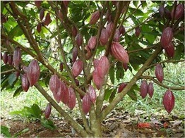 Nâng cao sản lượng cây ca cao Việt Nam