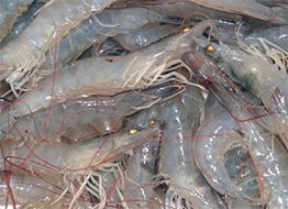 Tôm thẻ chân trắng cứu cánh cho người nuôi tôm