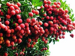 Khơi thông thị trường vải thiều