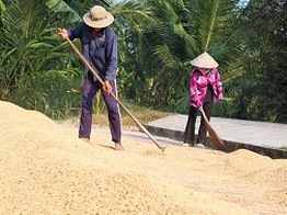 Gạo giá rẻ: không phải lỗi của thời thế