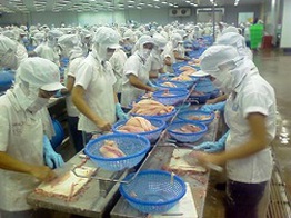 Thủy sản Việt bị cảnh báo kháng sinh cấm