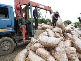 Xử phạt đầu mối nhập khoai tây Trung Quốc về Đà Lạt