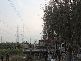 Không khắc phục sự cố điện trong 2 giờ, phạt 6-8 triệu đồng