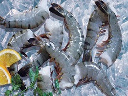 Việt Nam đứng đầu thế giới về sản xuất tôm sú