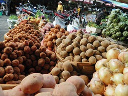 Khoai tây Trung Quốc nhiễm độc đi đâu?