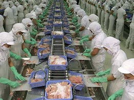 Xuất khẩu cá tra, ta hại mình
