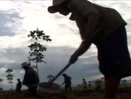 Bầu Đức: Trồng cao su từ đất rừng buộc phải khai hoang, chặt cây