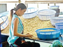 Tập đoàn Kroger: Sang Việt Nam trực tiếp đặt hàng