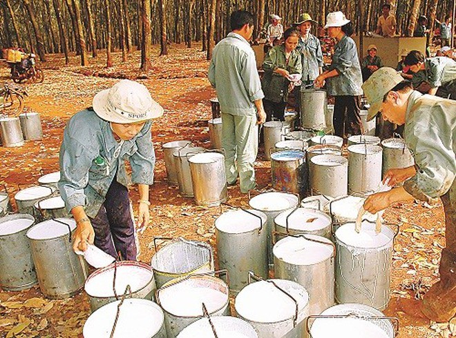 Gỡ thế khó của cao su