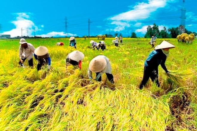 Nông nghiệp trước TPP: “Lo lắng là một chuyện, đầu tư mới quan trọng”