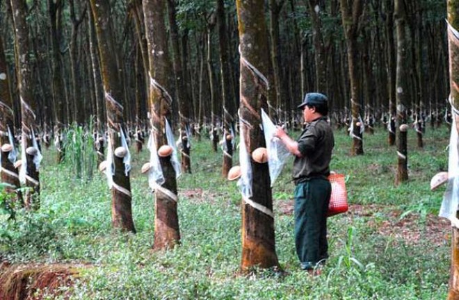Cao su Tây Ninh (TRC): 9 tháng hoàn thành 77,2% kế hoạch năm