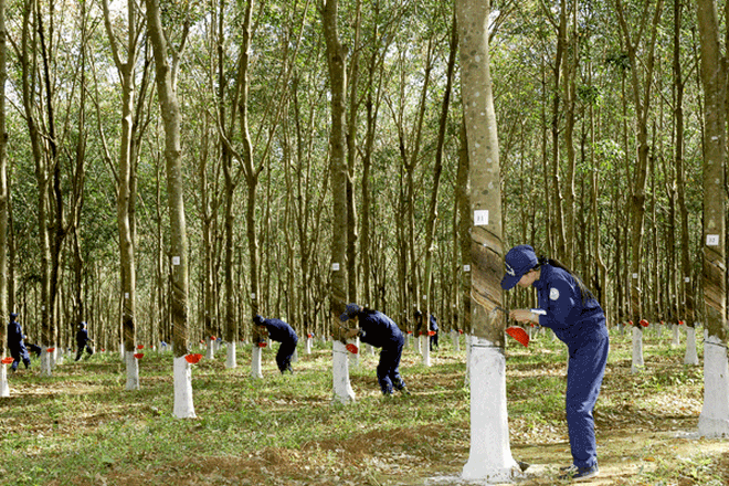 6 tháng 2015, lợi nhuận DN săm lốp tăng, DN cao su thiên nhiên giảm 20%