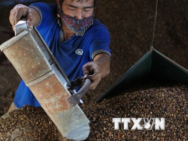 Sản lượng cà phê nhân của Đắk Lắk giảm năm thứ 2 liên tiếp
