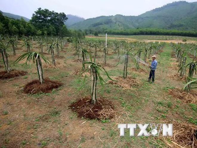 Phát triển vùng sản xuất cây ăn quả tập trung trong mô hình xây dựng nông thôn mới ở huyện Hương Khê. (Ảnh: Vũ Sinh/TTXVN)