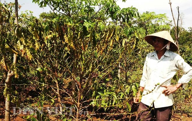 Khô hạn nhất 30 năm: Cà phê Tây Nguyên đang hóa củi