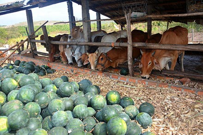 Dưa hấu 300 đồng/kg - ai cứu nông dân?