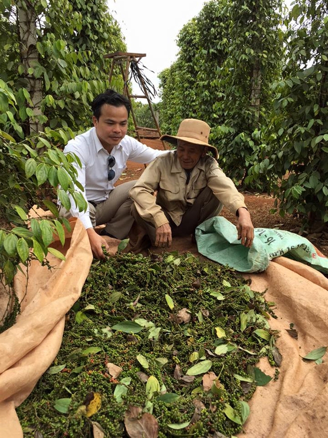 Hồ tiêu không còn là cây 'hái ra tiền'?