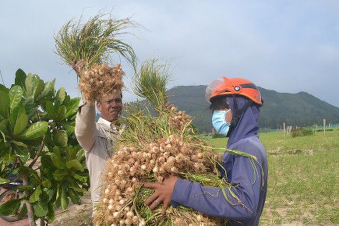 Lý Sơn mất mùa “vàng trắng”