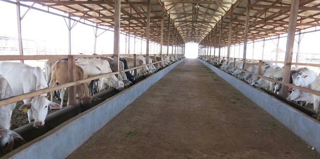 HAGL thu về 2.500 tỷ đồng trong năm đầu tiên chăn nuôi bò