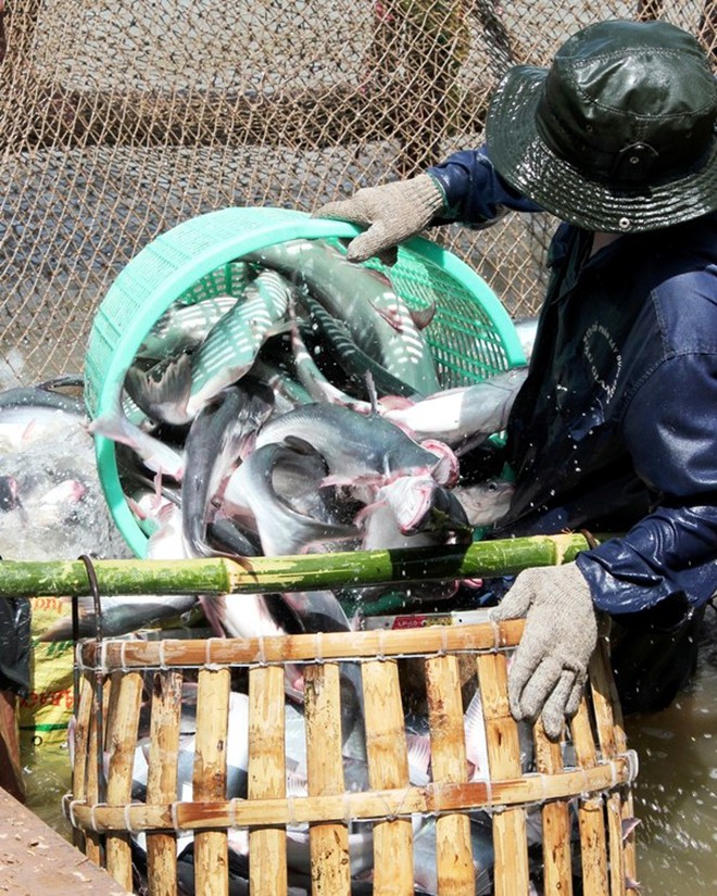 Thiên tai đe dọa xuất khẩu thủy sản