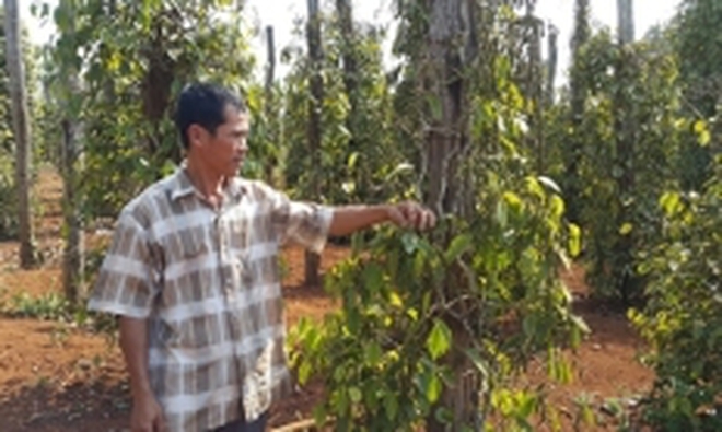 Hơn 42.300ha cây trồng ở Đắk Lắk bị thiệt hại do hạn hán